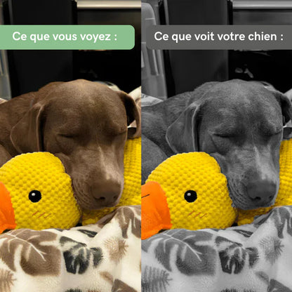 Canard Anti-Stress